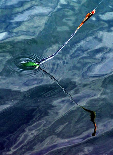 Peche a la mouche ab5.JPG